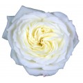 Garden Roses - Alabaster